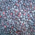 速冻种植蓝莓混级 蓝莓;冷冻蓝莓;速冻水果;速冻蓝莓;保鲜水果;进口蓝莓;种植蓝莓;蓝莓冻果;蓝莓系列产品;蔓越莓干;速冻蔬菜; 青岛七彩大地农产品有限公司