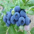 蓝莓鲜果 蓝莓;冷冻蓝莓;速冻水果;速冻蓝莓;保鲜水果;进口蓝莓;种植蓝莓;蓝莓冻果;蓝莓系列产品;蔓越莓干;速冻蔬菜; 青岛七彩大地农产品有限公司